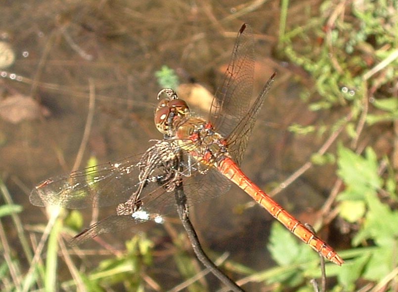 Sympetrum striolatus